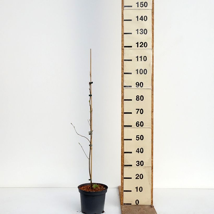 Spécimen de Plaqueminier, Kaki de Virginie - Diospyros virginiana Pot de 4L/5L tel que livré au printemps