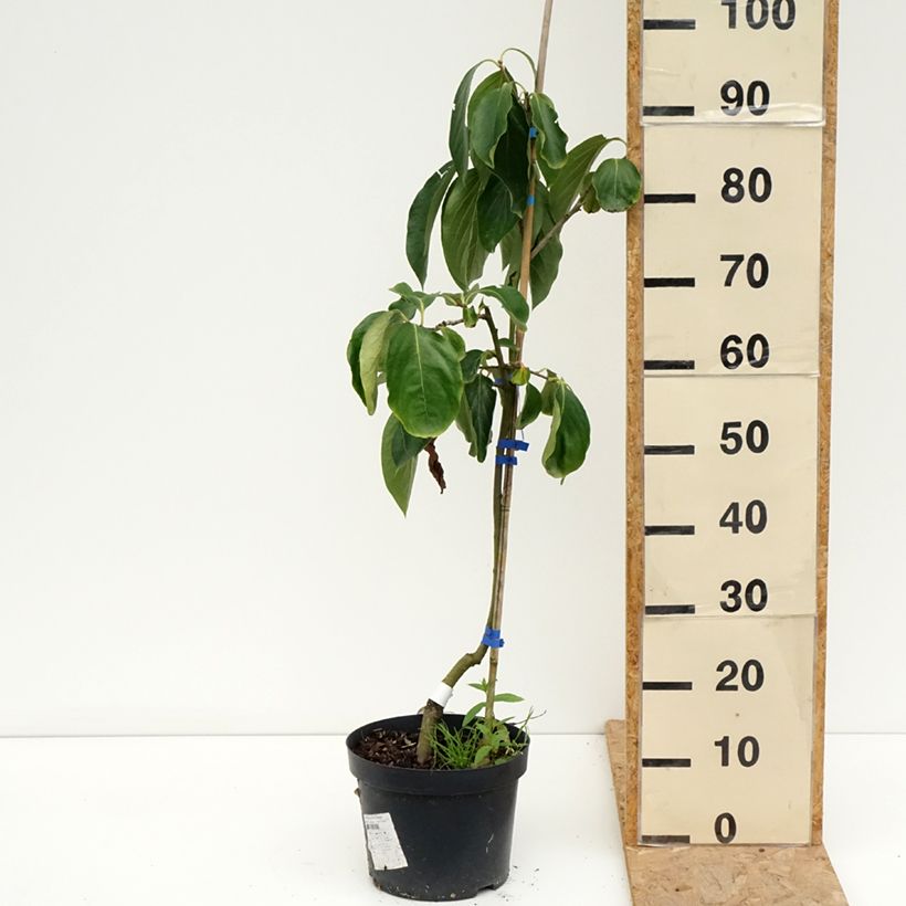 Spécimen de Plaqueminier, Kaki - Diospyros kaki Budapest Pot de 4L/5L, Demi-Tige tel que livré en été