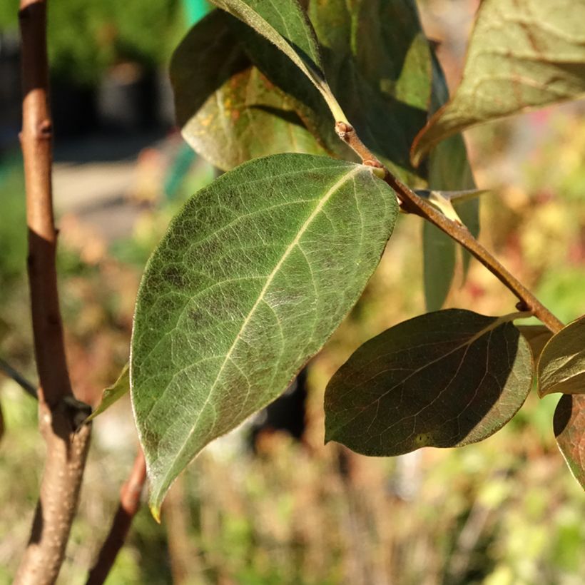 Plaqueminier, Kaki - Diospyros kaki Ragno (Feuillage)
