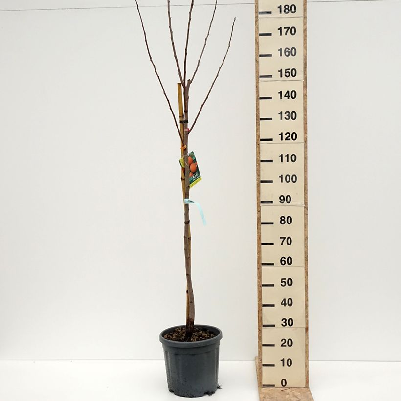 Spécimen de Plaqueminier, Kaki - Diospyros kaki Rouge Brillant - Persimon Pot de 4L/5L, Demi-Tige tel que livré en hiver