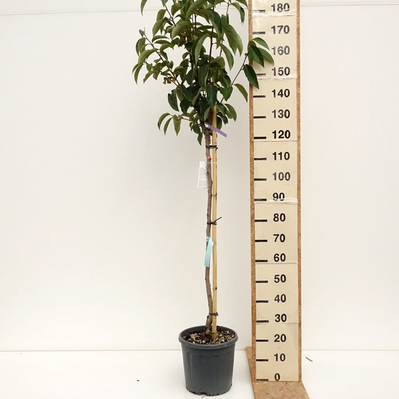 Spécimen de Plaqueminier, Kaki - Diospyros kaki Sharon Pot de 12L/15L, Demi-Tige tel que livré en été