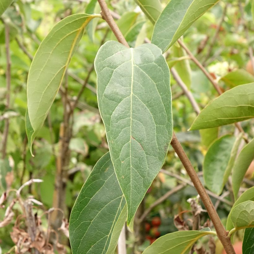 Plaqueminier, Kaki - Diospyros kaki Sharon (Feuillage)