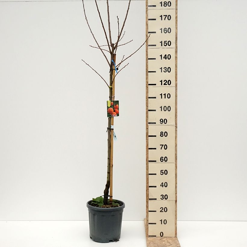 Spécimen de Plaqueminier, Kaki - Diospyros kaki Tipo Pot de 12L/15L, Demi-Tige tel que livré en hiver