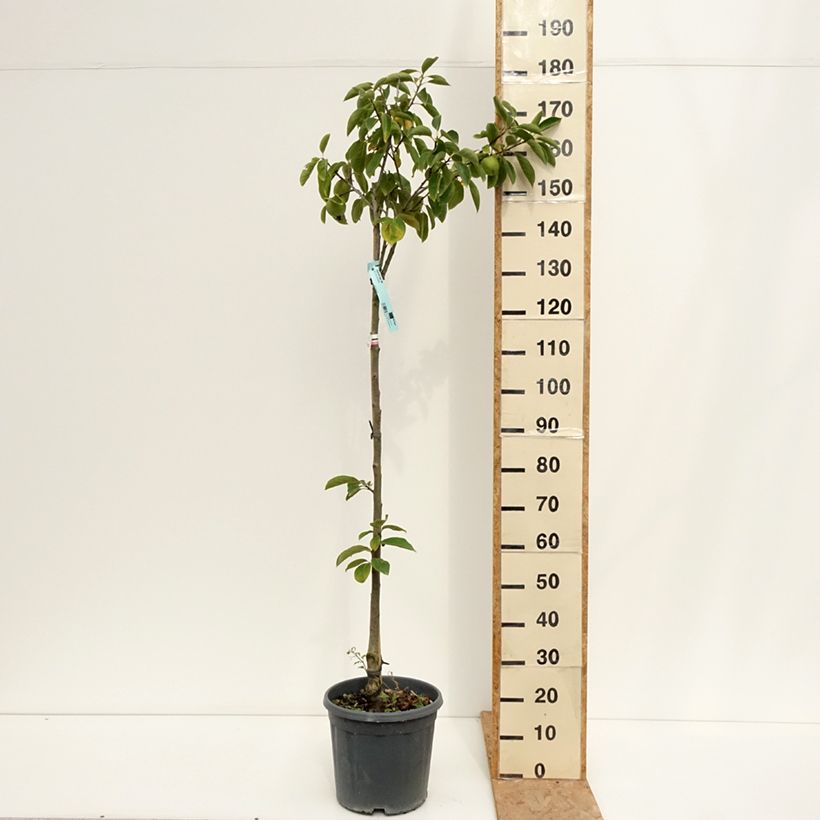 Spécimen de Plaqueminier, Kaki - Diospyros kaki Tipo Pot de 12L/15L, Demi-Tige tel que livré en été