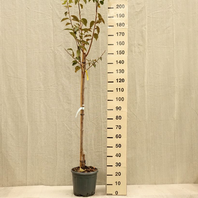 Spécimen de Plaqueminier, Kaki - Diospyros kaki Vanillia Pot de 12L/15L, Demi-Tige tel que livré en automne