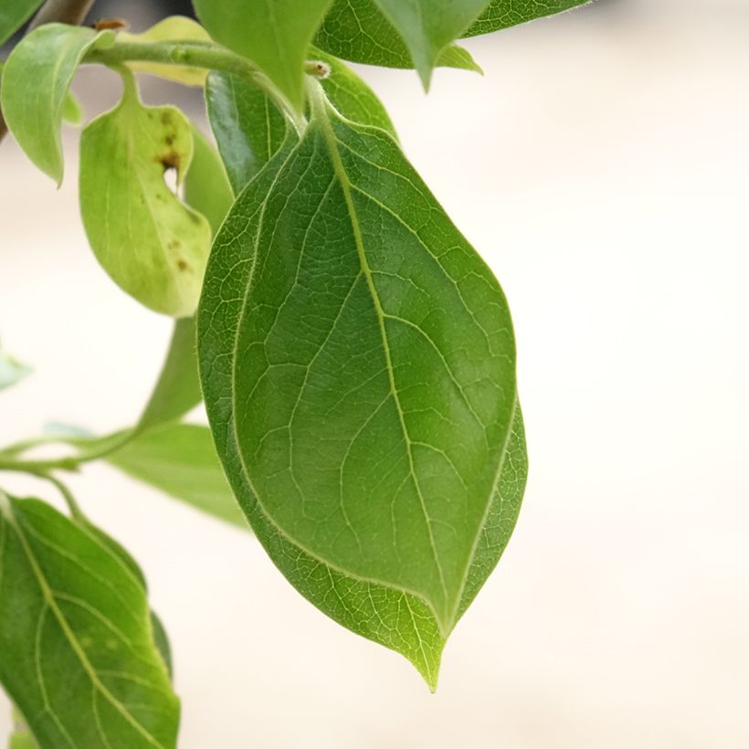 Plaqueminier, Kaki - Diospyros kaki Vanillia (Feuillage)