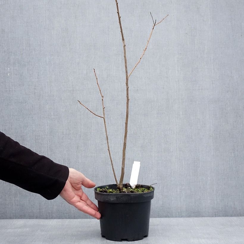 Spécimen de Plaqueminier, Kaki - Diospyros lotus Pot de 2L/3L tel que livré en hiver