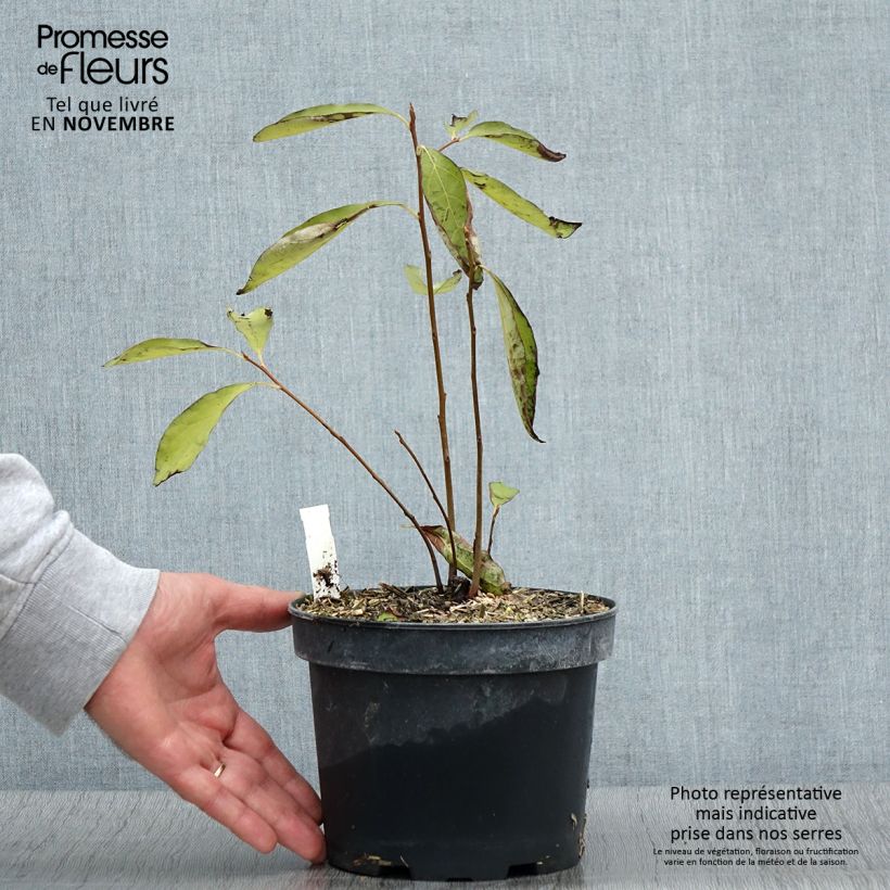 Spécimen de Plaqueminier, Kaki - Diospyros lotus Pot de 2L/3L tel que livré en automne