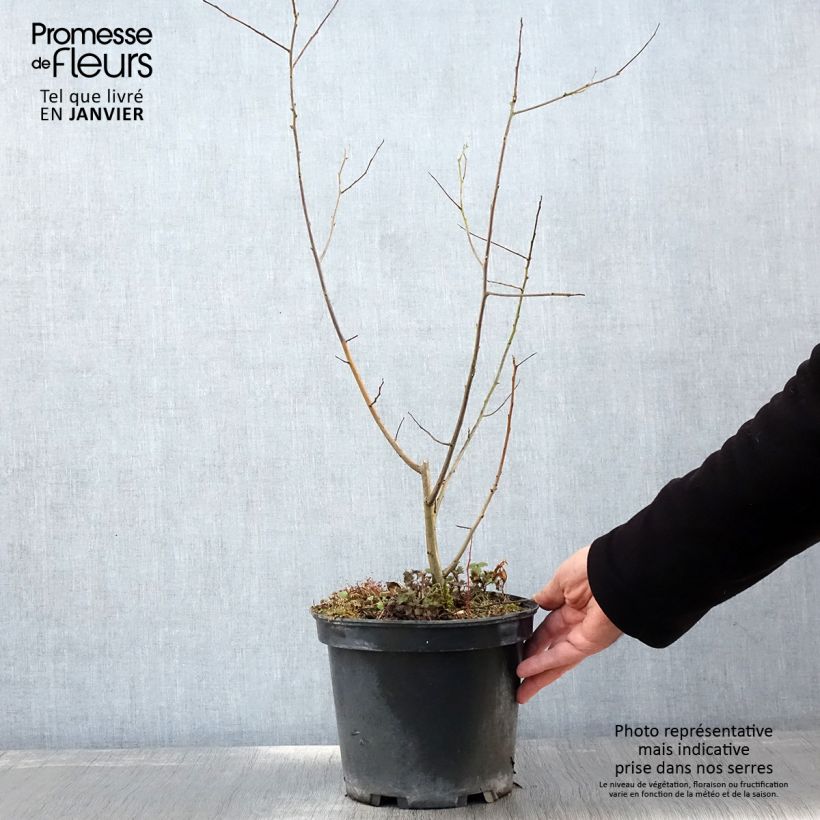 Spécimen de Plaqueminier, Kaki - Diospyros lotus Pot de 3L/4L tel que livré en hiver