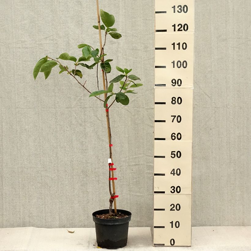 Spécimen de Plaqueminier, Kaki - Diospyros Nikita’s Gift Pot de 4L/5L, Demi-tige tel que livré en automne