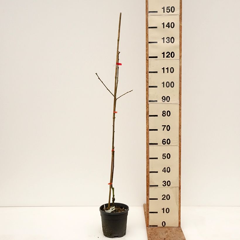 Spécimen de Plaqueminier, Kaki - Diospyros Nikita’s Gift Pot de 4L/5L, Demi-Tige tel que livré en hiver