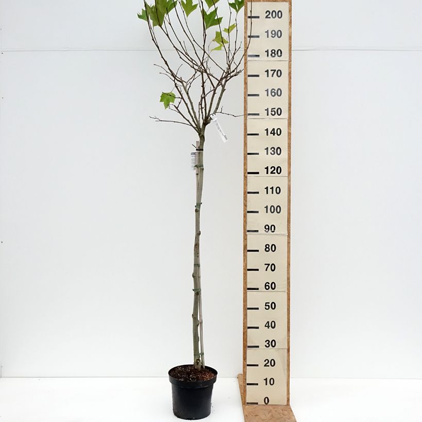 Spécimen de Platanus acerifolia Alphen's Globe - Platane boule Pot de 7,5L/10L, Tige tel que livré en automne