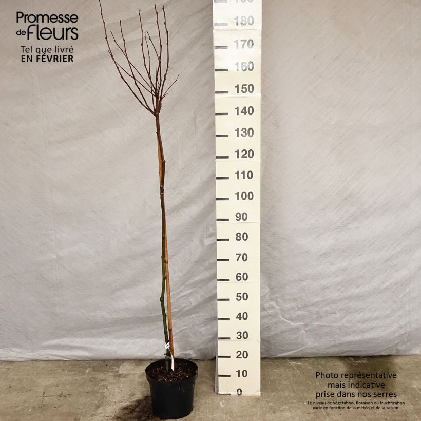 Spécimen de Platanus acerifolia Alphen's Globe - Platane boule Pot de 7,5L/10L, Tige tel que livré en hiver