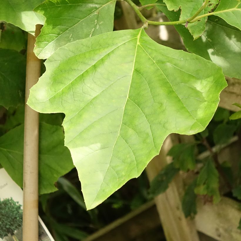 Platanus acerifolia Alphen's Globe - Platane boule (Feuillage)
