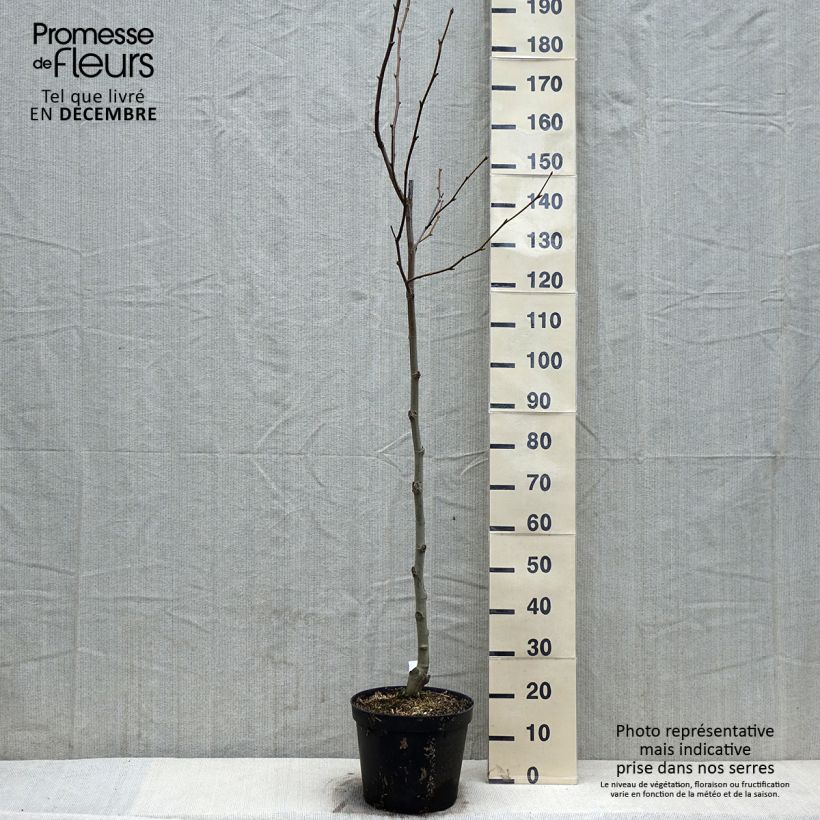 Spécimen de Platanus acerifolia - Platane commun, à feuilles d'érable Pot de 7,5L/10L tel que livré en automne