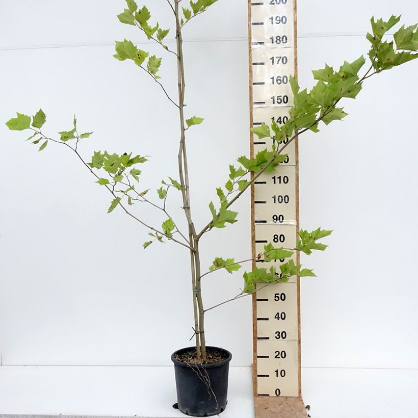 Spécimen de Platanus acerifolia - Platane commun, à feuilles d'érable Pot de 7,5L/10L tel que livré en été