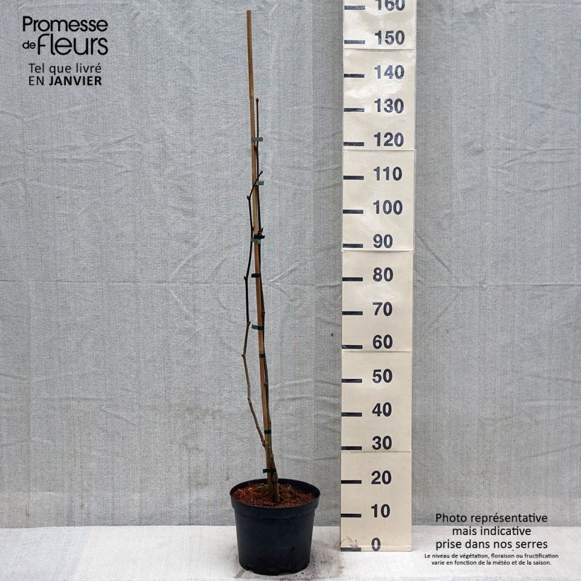 Spécimen de Platanus x hispanica Suttneri - Platane panaché Pot de 4L/5L tel que livré en hiver