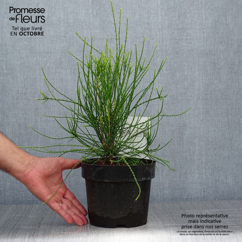 Spécimen de Platycladus orientalis Franky Boy  Pot de 2L/3L tel que livré en automne