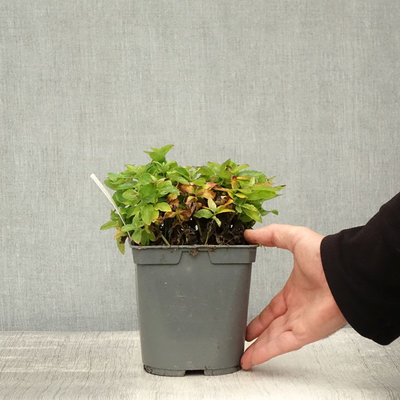 Spécimen de Platycodon grandiflorus Astra White Pot de 2L/3L tel que livré en automne