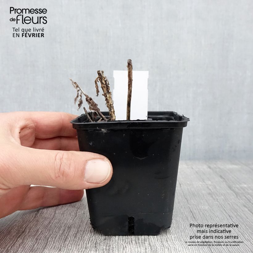 Spécimen de Platycodon grandiflorus Fuji Blue Godet de 8/9 cm tel que livré en hiver