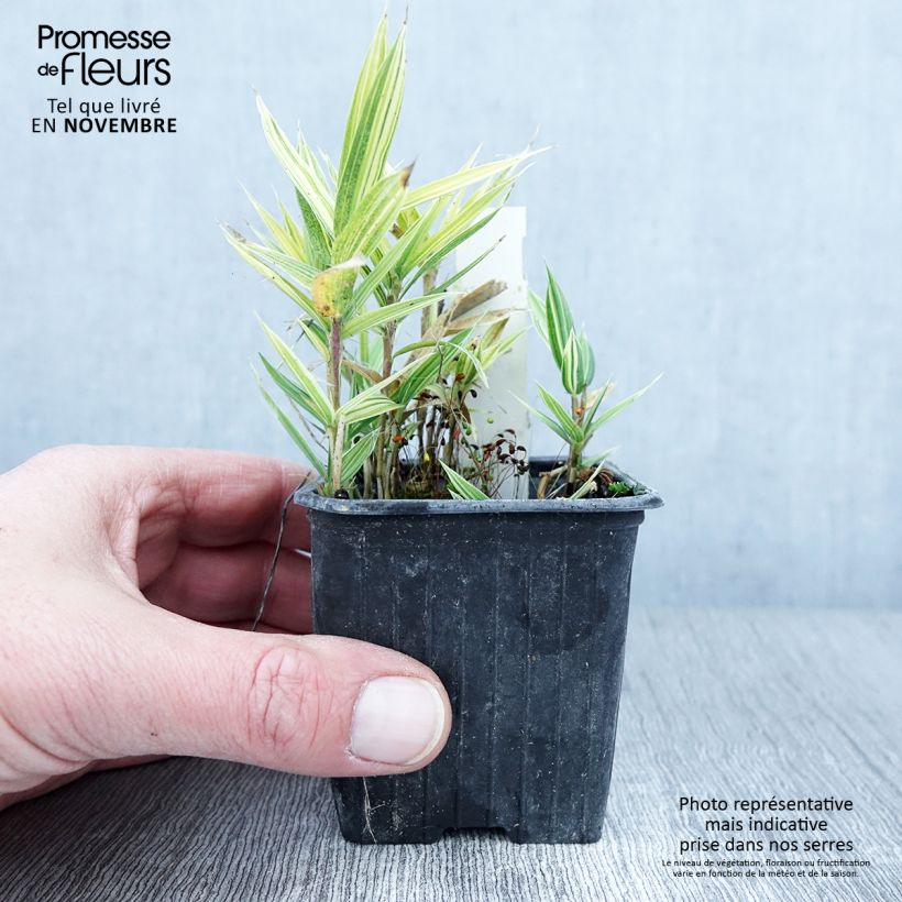Spécimen de Pleioblastus chino Elegantissimus - Petit bambou panaché Godet de 8/9 cm tel que livré en automne