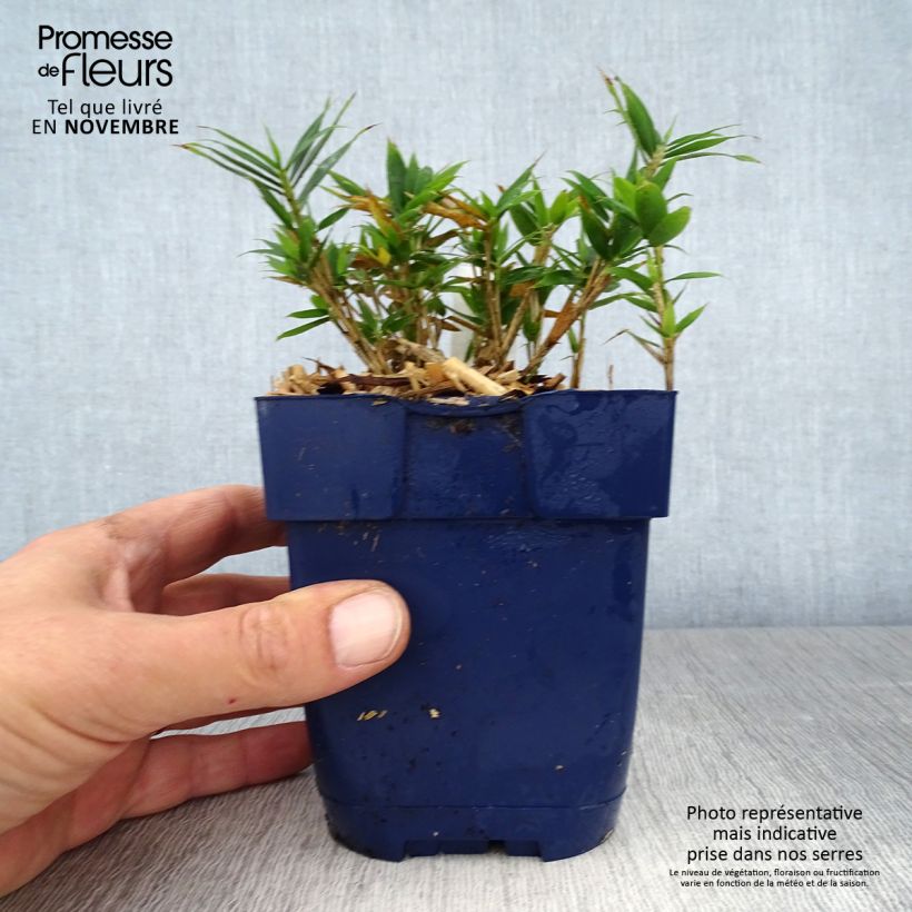 Spécimen de Pleioblastus pygmaeus Distichus - Bambou nain Pot de 1L/1,5L tel que livré en automne