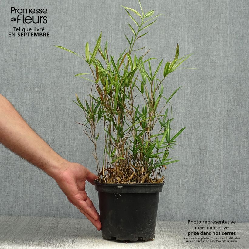Spécimen de Pleioblastus shibuyanus Tsuboï - Bambou nain panaché Pot de 1,5L/2L tel que livré en automne