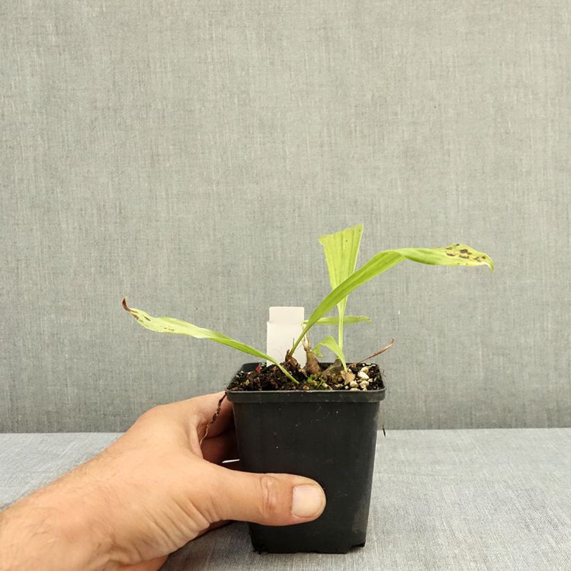 Spécimen de Pleione Tongariro - Orchidée terrestre Godet de 8/9 cm tel que livré en été