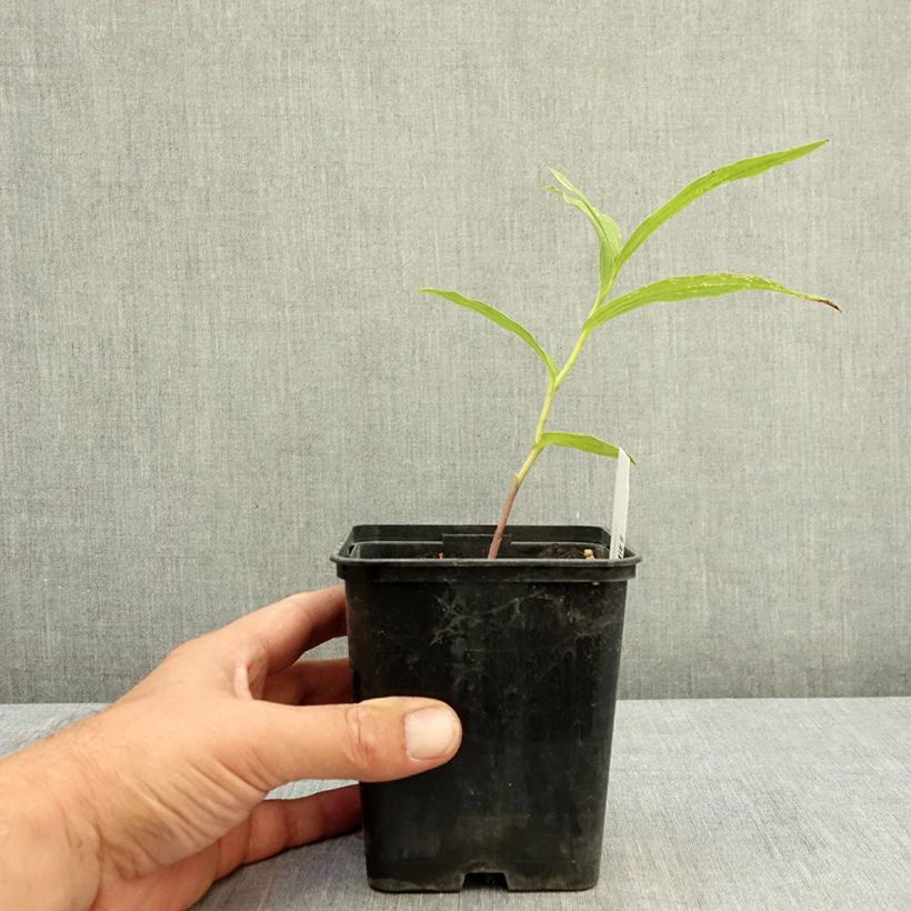 Spécimen de Pleione Tongariro - Orchidée terrestre Pot de 1L/1,5L tel que livré en été
