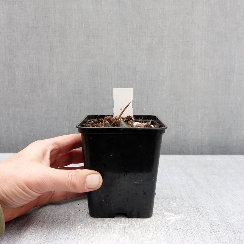 Spécimen de Pleione Tongariro Pot de 10 cm/11cm calibre I tel que livré en hiver