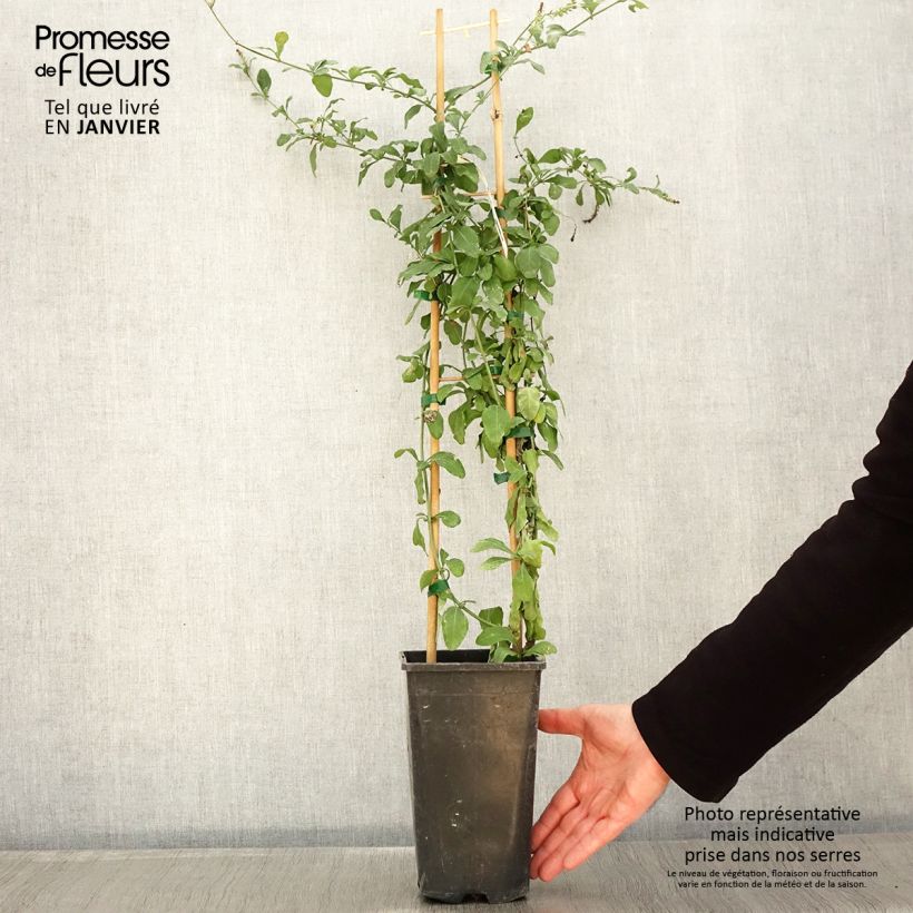 Spécimen de Plumbago auriculata Dark Blue - Plumbago du Cap Dark Blue  Pot de 2L/3L tel que livré en hiver