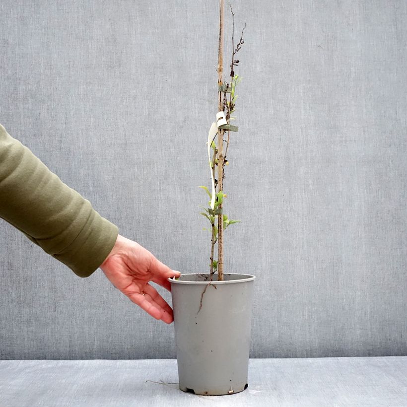 Spécimen de Plumbago auriculata - Plumbago capensis - Dentelaire du Cap Pot de 2L/3L tel que livré en hiver