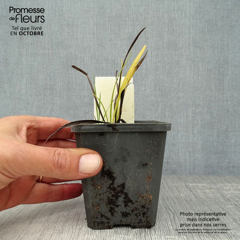 Spécimen de Plume du Kansas - Liatris spicata Alba Godet de 8/9 cm tel que livré en automne