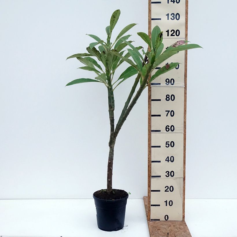 Spécimen de Plumeria rubra - Frangipanier rouge ou commun Pot de 6L/7L tel que livré en automne
