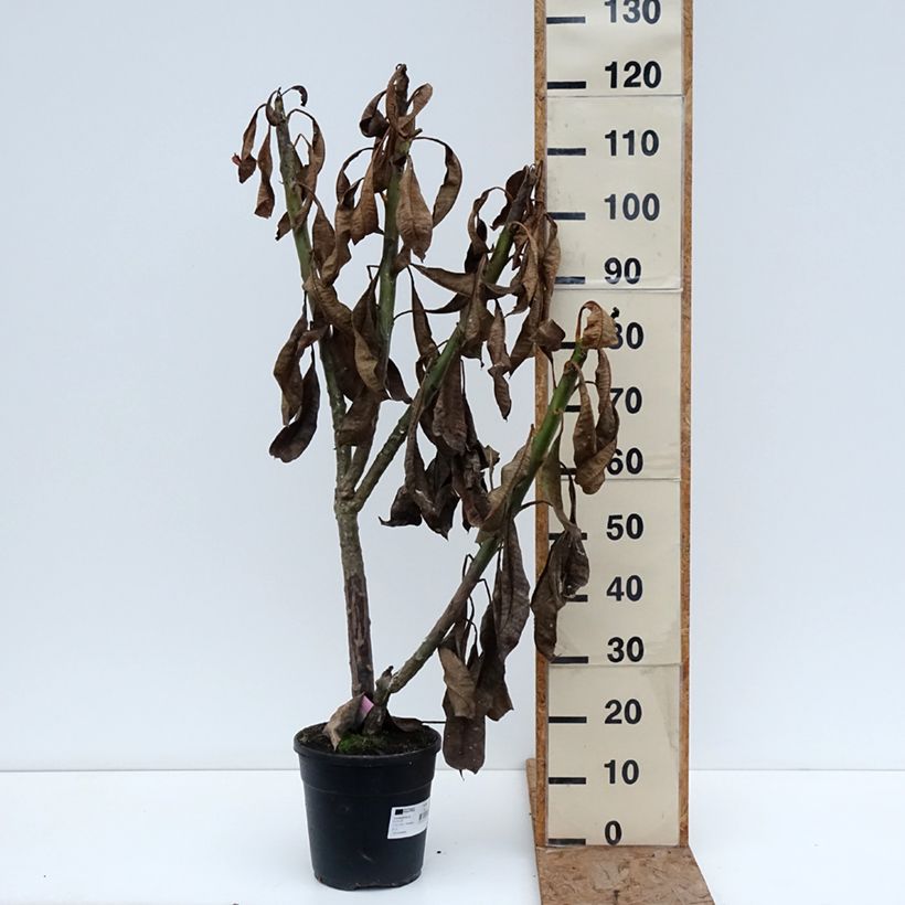 Spécimen de Plumeria rubra - Frangipanier rouge ou commun Pot de 6L/7L tel que livré en hiver