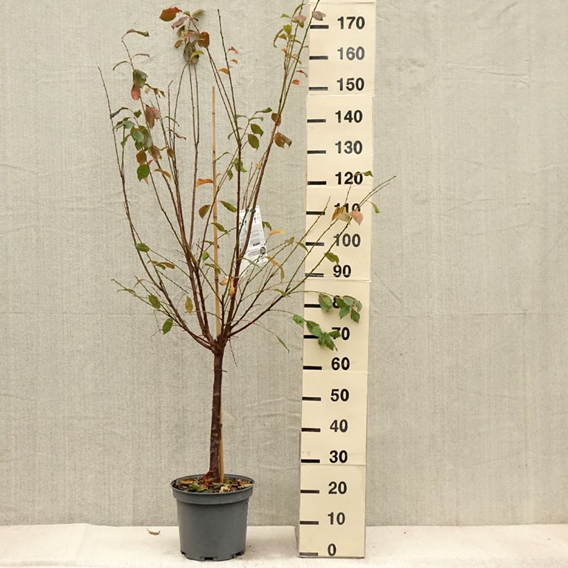 Spécimen de Pluot Flavor Candy - Prunus Pluot Pot de 7,5L/10L, Gobelet tel que livré en automne