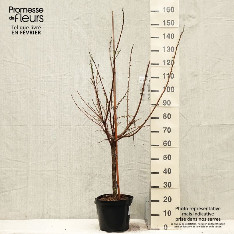 Spécimen de Pluot Flavor Candy - Prunus Pluot Pot de 7,5L/10L, Gobelet tel que livré en hiver