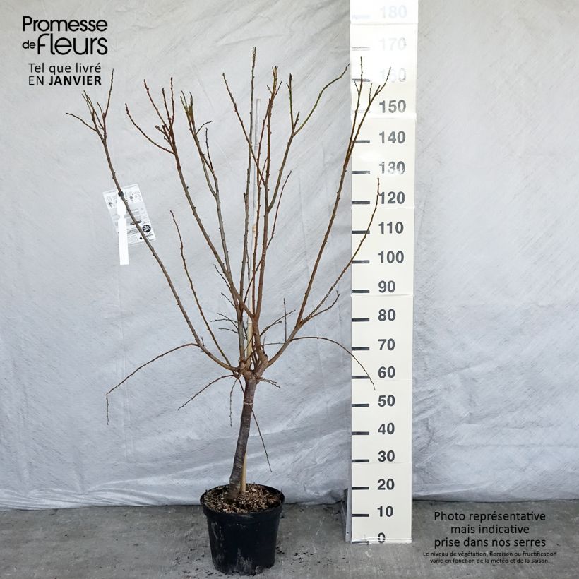 Spécimen de Pluot Flavor Supreme Pot de 7,5L/10L, Gobelet tel que livré en hiver