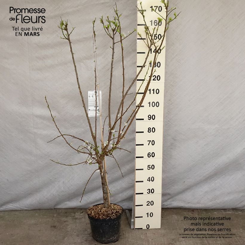 Pluot Flavor Supreme Vaso da 7,5L/10L, Vasetto esemplare consegnato in primavera