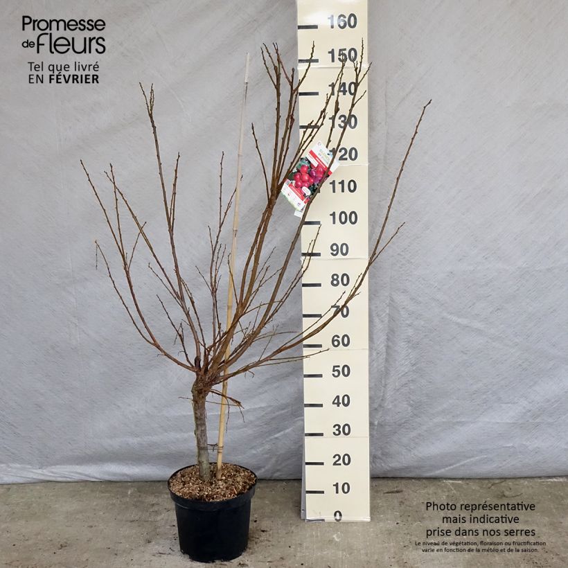 Spécimen de Pluot Pink Candy - Prunus Pluot Pot de 7,5L/10L, Gobelet tel que livré en hiver