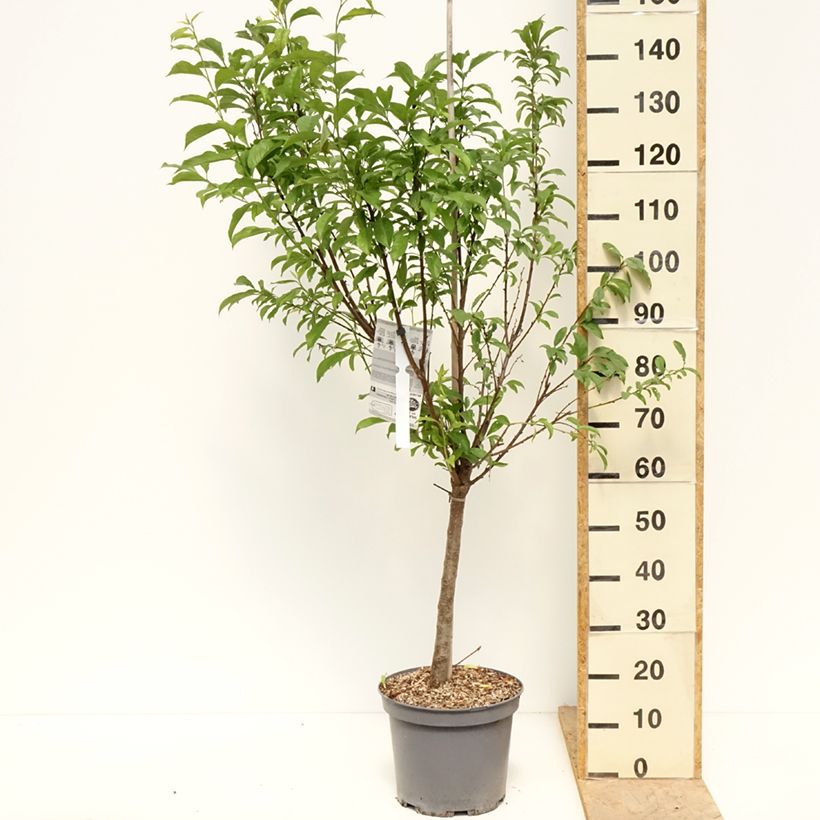 Spécimen de Pluot Pink Candy - Prunus Pluot Pot de 7,5L/10L, Gobelet tel que livré au printemps