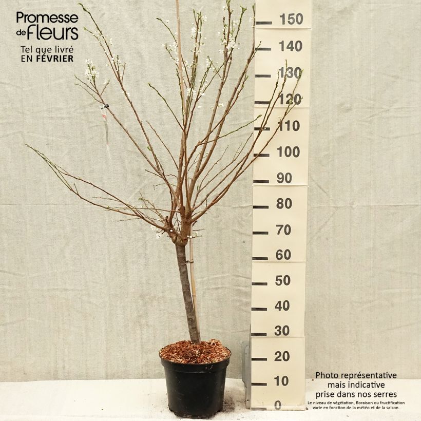 Spécimen de Pluot Purple Candy - Prunus Pluot Pot de 7,5L/10L, Gobelet tel que livré en hiver