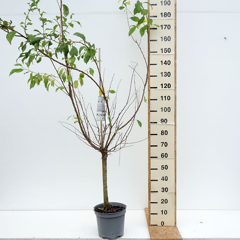 Spécimen de Pluot Purple Candy - Prunus Pluot Pot de 7,5L/10L, Gobelet tel que livré en été