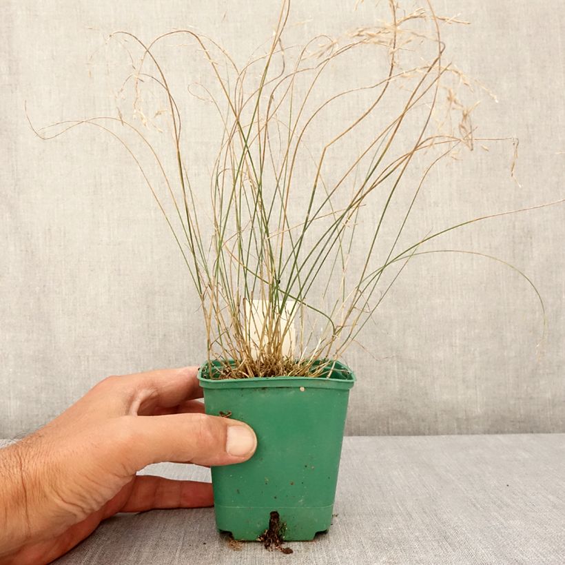 Spécimen de Poa glauca Blue Hills - Pâturin glauque Godet de 8/9 cm tel que livré en été