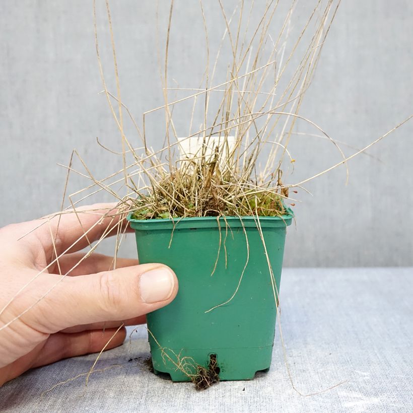 Spécimen de Poa glauca Blue Hills - Pâturin glauque Godet de 8/9 cm tel que livré en hiver