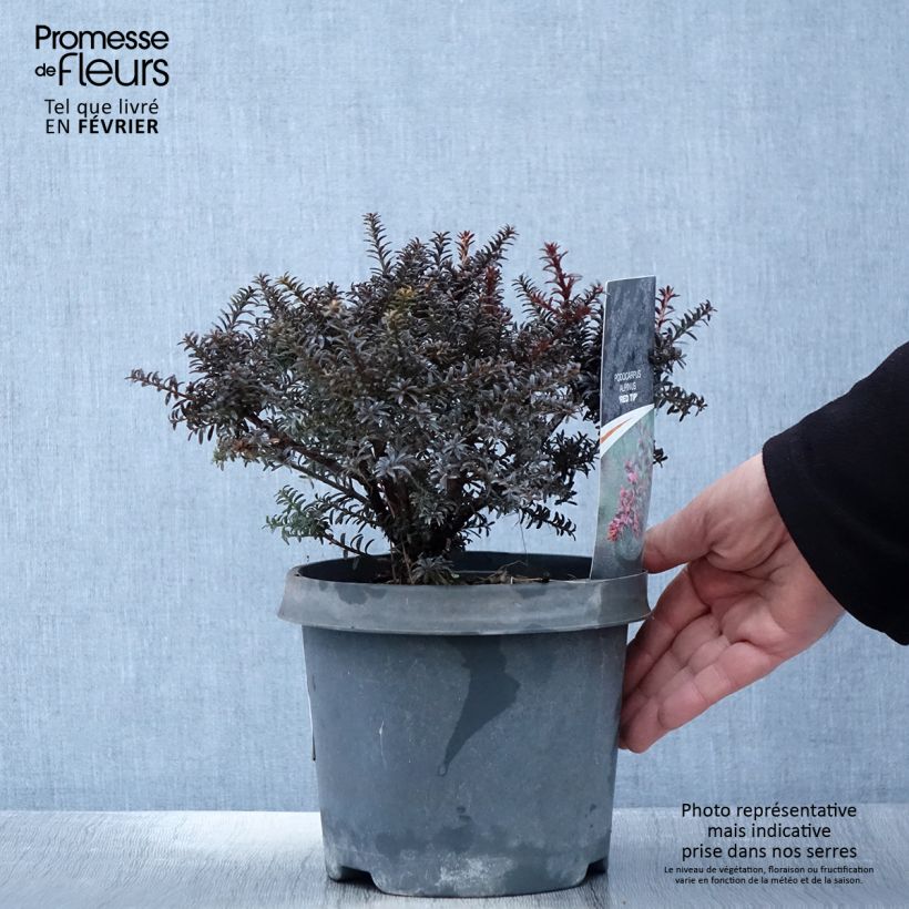 Spécimen de Podocarpus lawrencii Red Tip Pot de 2L/3L tel que livré en hiver