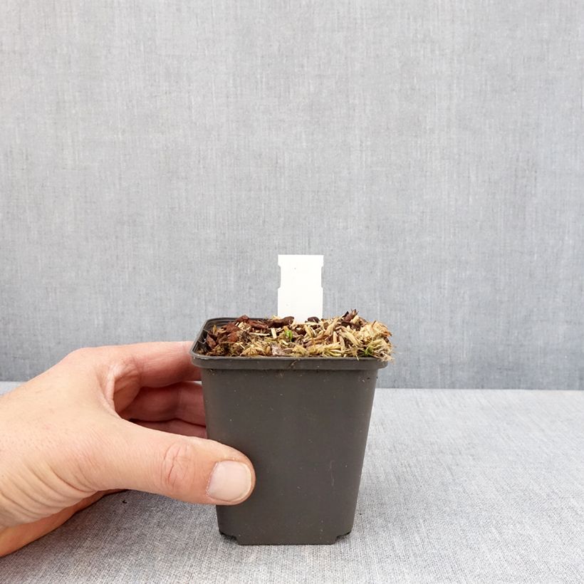 Spécimen de Podophyllum delavayi - Dysosma delavayi Godet de 8/9 cm tel que livré au printemps