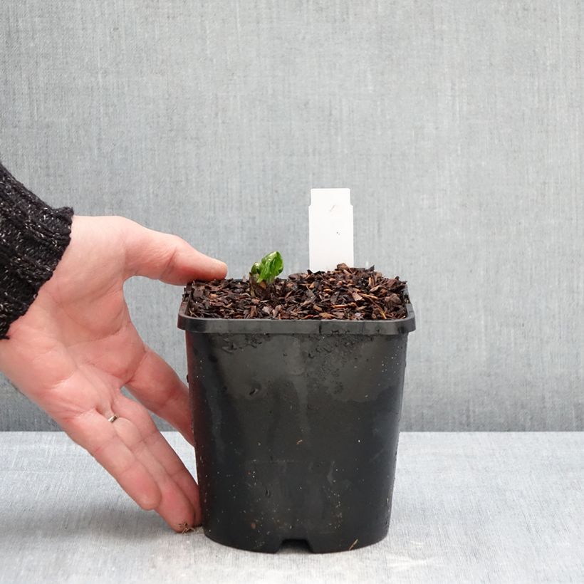 Spécimen de Podophyllum Spotty Dotty - Dysosma Pot de 1L/1,5L tel que livré en hiver