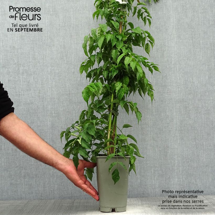 Spécimen de Podranea ricasoliana - Bignone rose Pot de 2L/3L tel que livré en automne