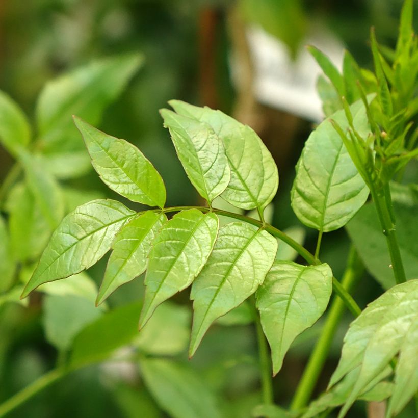 Podranea ricasoliana - Bignone rose (Feuillage)